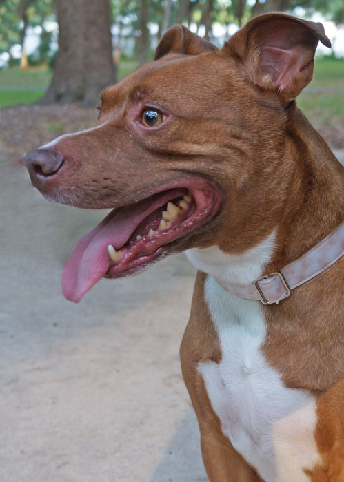 Seashell Blush Dog Collar