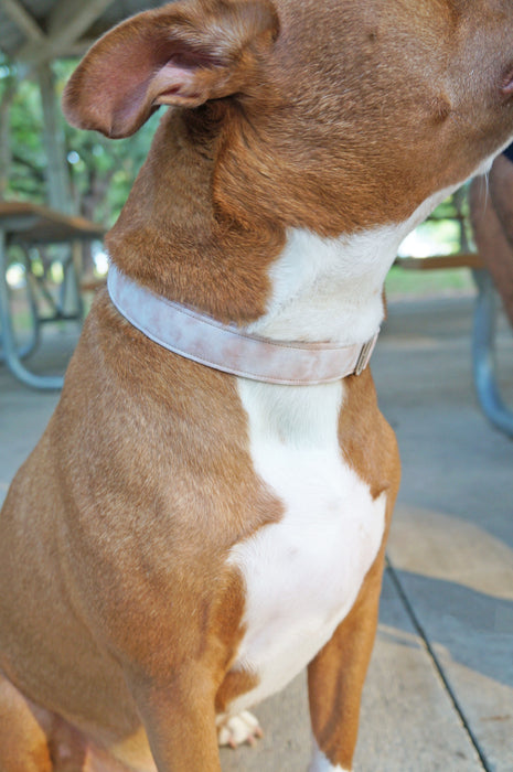 Seashell Blush Dog Collar