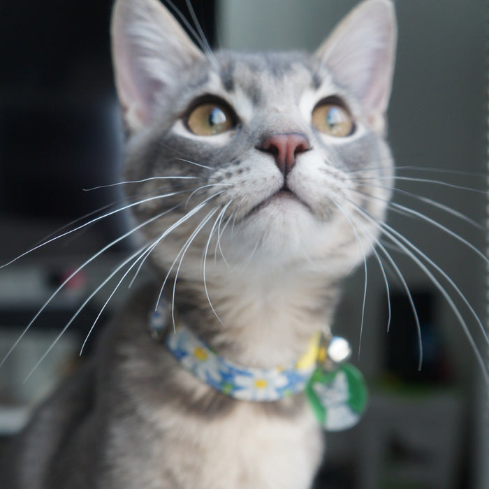 Dark Daisy Cat Collar