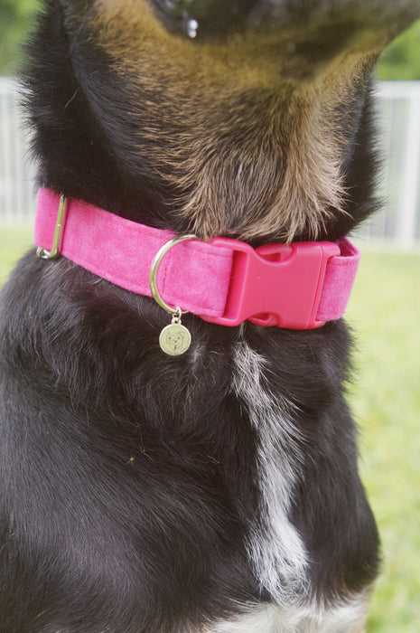 Fuchsia Dog Collar
