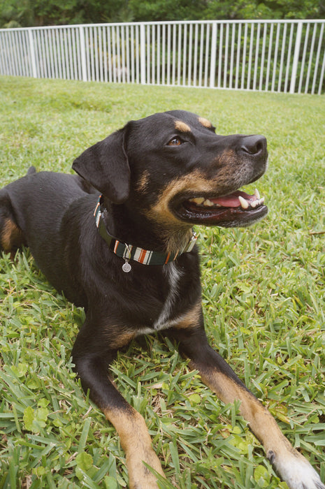 Forest Stripe Dog Collar