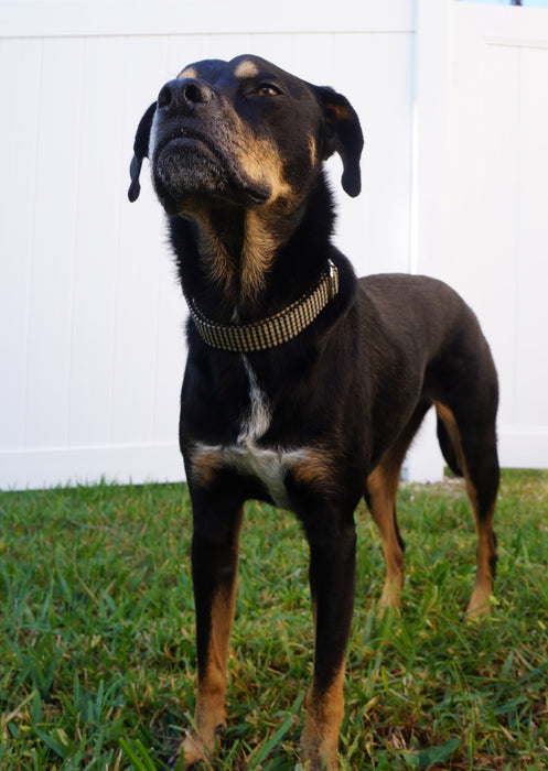 Black Plaid Dog Collar